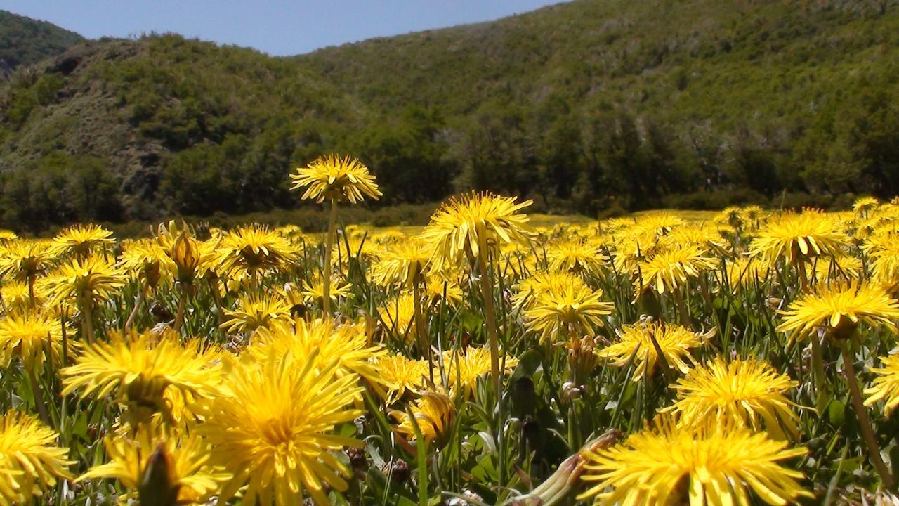 Valle Del Carrileufu Villa Cholila ภายนอก รูปภาพ